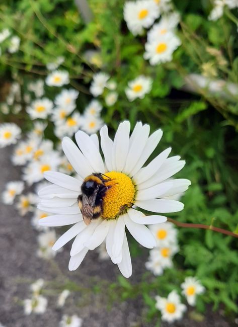 Amazing Insects, Bee Photo, Bee Tattoo, Great Pictures, Spiders, Bumble Bee, A Flower, Cornwall, Puppy Love