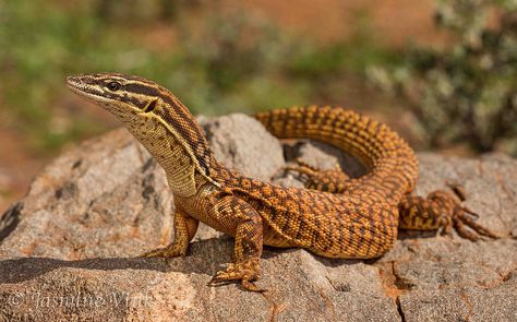 Ridge tailed monitor (varanus acanthurus) photographed by Jasmine Vink on 9th January 2013 Ackie Monitor, Pet Lizards, Monitor Lizard, Reptile Snakes, Cute Reptiles, Beautiful Snakes, Animal Reference, Reptiles Pet, Animal References