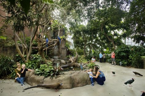 Bird Aviary, Tropical Rainforest, Dogs, Plants