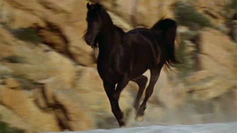 Watch The Black Stallion on Pluto TV. #plutotv https://pluto.tv/on-demand/movies/the-black-stallion-1979-1-1?utm_source=plutotv&utm_medium=share&utm_campaign=1000201&utm_content=1000735 Drop In. Watch Free via @plutotv Black Stallion Movie, The Black Stallion, Spirit Horse Movie, Horse Movies, Spirit Horse, Black Stallion, Triple Crown, Drop In, Horse Racing