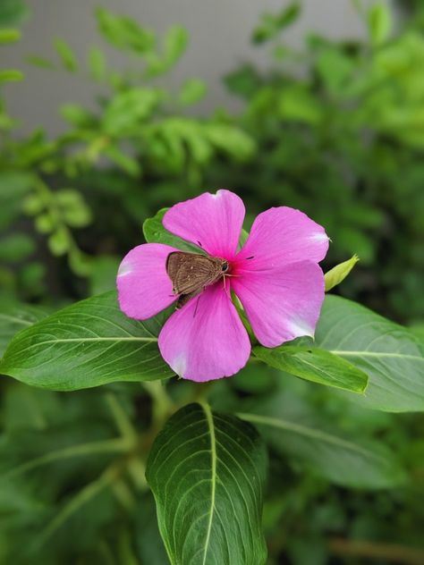 Butterfly on Madagascar Periwinkle Flower Madagascar Periwinkle Flower, Madagascar Periwinkle, Periwinkle Flower, Pretty Flowers Photography, Pink Calla Lilies, Periwinkle Flowers, Random Photography, Simple Dance, Emoji Wallpaper Iphone