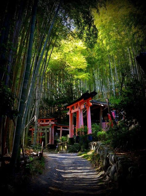 Bamboo Forest walk /// Fushimi Inari Shrine, Kyoto ▼ Very quiet and mysterious but beautiful walking route. Photographer: © Kitsuneya Konkon Web: 500px.com/kitsuneyakonkon *DO NOT REMOVE CREDITS*  /// Japan A&A Editor: Sté Fnos / Stoikos Studio Kyoto Bamboo Forest, Japan Bamboo Forest, Chinese Forest, Bamboo Forest Kyoto, Bamboo Forest Japan, Japan Forest, Japan Village, Fushimi Inari Shrine, Kyoto Temple