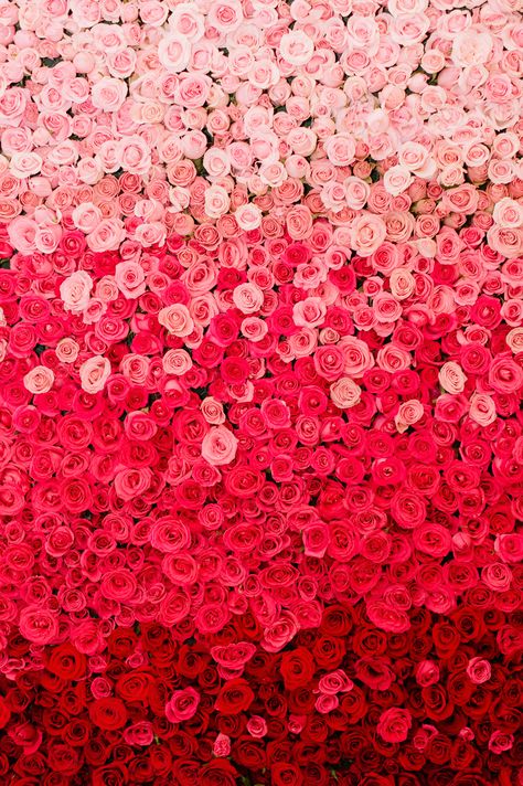 Rose Backdrop Wedding, Ombre Wedding Decor, Rose Backdrop, Weddings Mexico, Mexico Weddings, Ombre Rose, Wedding In Mexico, Ombre Wedding, Bridal Shower Photos