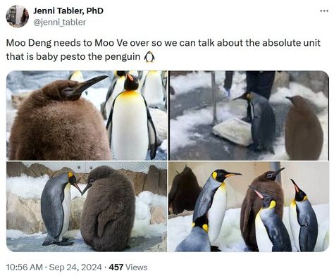 Move Over Moo Deng, Baby Pesto The Penguin Is Here Pesto The Baby Penguin, Moo Deng And Pesto, Pesto Penguin, Penguin Species, Green Screen Footage, King Penguin, Club Penguin, In The Zoo, In Memes