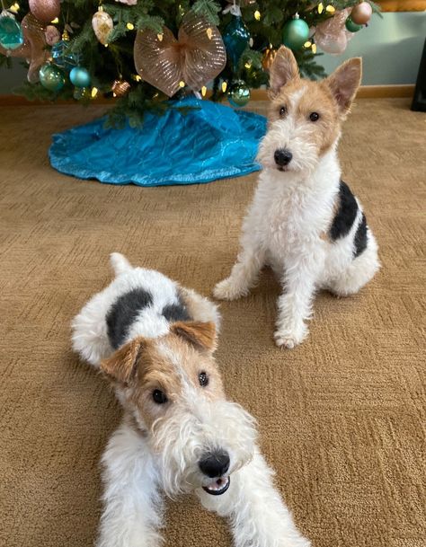 Wire Hair Fox Terrier Puppy | Linwood Wires | Ohio Wire Fox Terrier Puppies, Miniature Fox Terrier, Wire Fox Terriers, Dogs Portraits, Fox Terrier Puppy, Wire Haired Terrier, Wirehaired Fox Terrier, Wooster Ohio, Ugly Cat