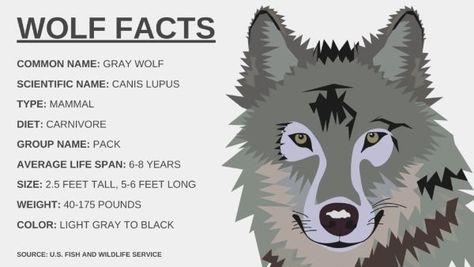 Types Of Wolves, Wolf Walking, Gray Wolves, Wolf Pictures, Acrylic Painting Tips, Nc State, Grey Wolf, Marine Biology, Wolf Pack