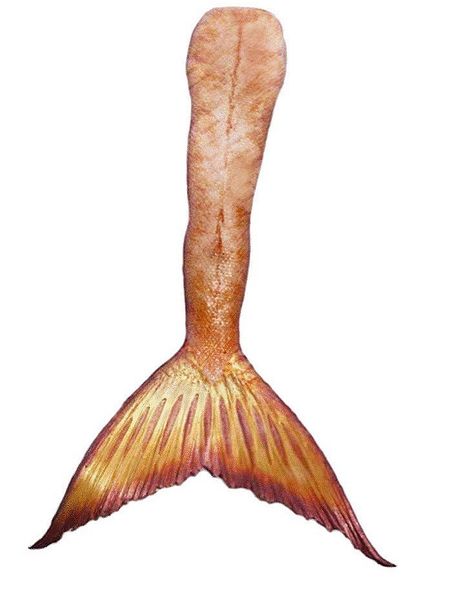 Mermaid Tail Aesthetic, Mako Mermaids Tails, H2o Mermaid Tails, Mermaid Tail Drawing, Realistic Mermaid Tails, No Ordinary Girl, Realistic Mermaid, Mermaid Man, H2o Mermaids