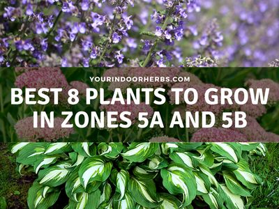 The 8 Best Plants to Grow in Zones 5a and 5b | Your Indoor Herbs and Garden Zone 5b Landscaping Front Yards, Zone 5 Landscaping Plans, Plants For Zone 5b Garden Ideas, Zone 5b Perennial Garden, 5b Growing Zone, Zone 5 Perennials Landscaping, Zone 5 Shade Garden, Front Yard Landscaping Zone 5, Zone 5 Garden Layout