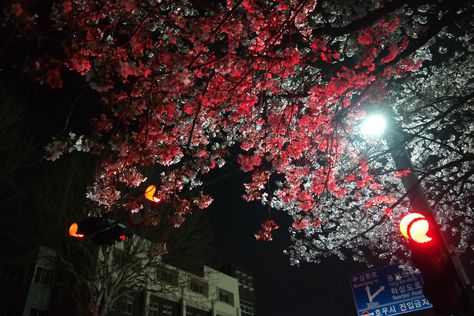 Red Cherry Blossom, Red Theme, Red Blossoms, Traffic Lights, Pretty Pics, Red Cherry, Traffic Light, Red Wallpaper, Nature Aesthetic