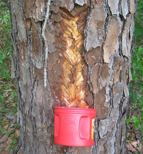 How to tap a pine tree to collect pine tree sap 1 Pine Pitch, How To Make Glue, Make Paint, Pine Trees Forest, Tree Sap, Resin Products, Survival Life Hacks, Living Off The Land, Homestead Survival