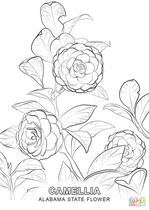 Alabama's state flower is the Camellia. Make this kids printable a part of your homeschool educational activities. #homeschoolactivities #alabamastateactivities #kidscoloringpages #alabamastateflowercoloringpage Japanese Camellia Flower Drawing, Camellia Flower Drawing, Camellia Drawing, Japanese Camellia, Coloring Page Free Printable, Flower Line Drawings, Tree Coloring Page, Camellia Flower, Floral Drawing