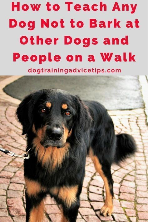 Dog Biting Training, Dogs And People, Dog Training Barking, Dog Minding, Training Dogs, Easiest Dogs To Train, Dog Behavior Problems, Cairn Terriers, Dogs Training