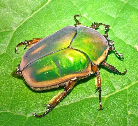 Green June Beetle, June Beetle, Green Beetle, Insect Species, Beetle Insect, June Bug, Cool Bugs, Arachnids, Bugs And Insects