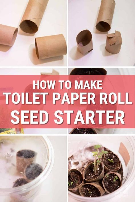 This toilet paper seed starter tutorial is all you need to seed starting indoor this season. Learn all you need to know and start growing your garden today. Well Garden, Seed Starters, Fall Landscaping, Vertical Vegetable Garden, Starting Seeds Indoors, Gardening Diy, Seed Starter, Organic Vegetable Garden, Organic Gardening Tips