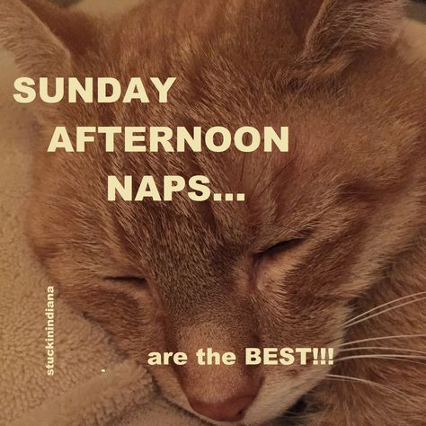 Sunday afternoon naps are the best! Sunday Naps Funny, Nap Quotes Funny, Nap Quotes, Naps Funny, Random Quotes, Afternoon Nap, Sunday Afternoon, A Bad, Rap