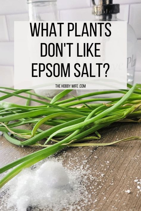 Discover the truth about Epsom salt and your plants! Uncover which plants could be harmed by its use and learn why understanding its effects on soil pH and nutrient uptake is crucial for successful gardening.   #plants #gardeningtips #planttips #planttipsandtricks Epsom Salt For Plants, Epsom Salt Garden, Peroxide For Acne, Epsom Salt Uses, Epsom Salt Benefits, Salt Benefits, Small Homestead, Banana Water, Epson Salt