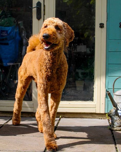 Red Poodles Standard, Red Standard Poodle, Giant Poodle, Poodle Training, Saint Bernards, Red Poodles, Poodle Cuts, Dog Aesthetic, Fun Life