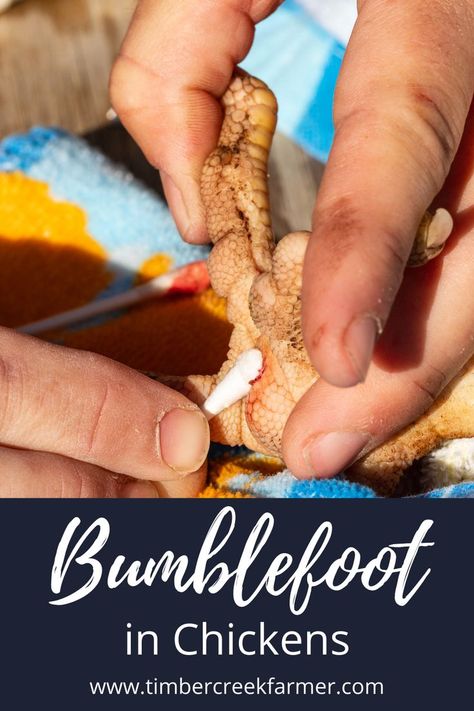 Learn how to treat bumblefoot in your backyard chickens with these great tips. #backyardchickens #bumblefoot #chickencare Healthy Chicken Treats, Treats For Chickens In Summer, Dehydrated Chicken Feet For Dogs, Plants Chickens Wont Destroy, Bumblefoot In Chickens, Treating Bumblefoot In Ducks, How To Treat Bumblefoot In Chickens, Treating Bumblefoot In Chickens, Meal Worms