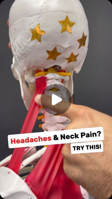 Dr. Joe Damiani - TMJ, Head & Neck Specialist on Instagram: "Comment the word ‘Headache’ on this post if your neck might be causing your headaches… and I’ll help you out!  There are two variations of a LEVATOR SCAPULAE stretch features in this video. Try them both out and see hi h worlds best for you!  You see when there are trigger points, spasms, or just tightness in the levator scapule, it can FIRST, tug on the upper neck attachment causing neck pain and headaches and SECOND, refer pain downwards between the shoulder blades.  So if you do experience headaches and/or pain between your shoulder blade and spine… this might be your culprit! Give it a try!  #headaches #headacherelief #migraine #levatorscapulae #neckpain #neckpainrelief #tmj #tmd" Levator Scapulae Pain Relief, Neck Trigger Points, Shoulder Trigger Points, Trigger Points Neck, Neck Pain Relief Stretches, Neck Pain Stretches, Levator Scapulae, Severe Neck Pain, Neck Headache