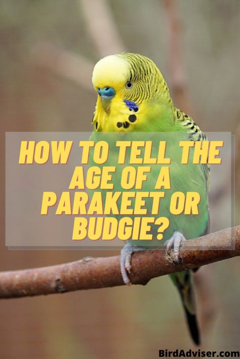 Parakeet Age English Budgies Parakeets, Parakeets Cage Ideas, Parakeet Cage Ideas Budgies, Parakeet Enrichment, Parakeet Cage Ideas Diy, Budgie Cage Ideas, Parakeet Cage Ideas, Parakeet Talking, Birds Parakeet