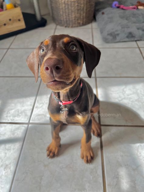 Doberman Pinscher, Red doberman, brown doberman, perros, dogs, dobie, doberman #doberman #dobermanpinscher #babydog #puppydog #dobermanpuppy #dobermandogs Doberman Pinscher Floppy Ears, Red Doberman Pinscher Natural Ears, Doberman Floppy Ears, Doberman Pinscher Red, Baby Doberman, Red Doberman Pinscher, Doberman Pinscher Natural Ears, Brown Doberman, Red Doberman