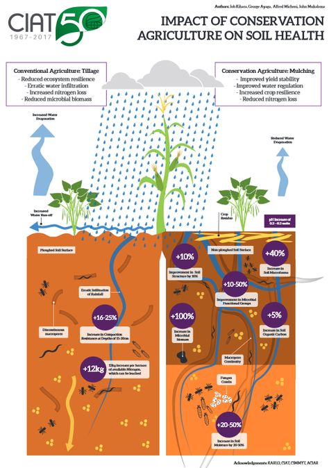 Impact of Conservation Agriculture on Soil Health | CCARDESA Permaculture Layout, Conservation Agriculture, Soil Science, Soil Conservation, Biology Art, Soil Health, Permaculture, Biology, Agriculture