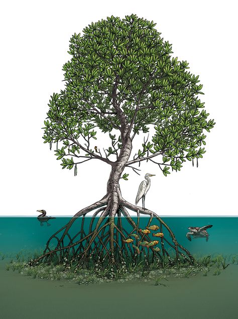 Mangroves - World Wildlife Magazine — Matt Twombly - Illustration and Graphics Ecosystem Tattoo, Swamp Illustration, Jacks Tattoo, Corn Garden, Mama Gaia, Mangrove Tree, Wildlife Magazine, Bedroom Mural, Mangrove Swamp