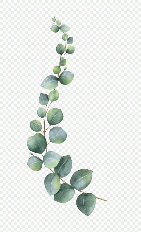 Branch Leaves, Green Leaf Background, Transparent Watercolor, Watercolor Vector, Branch Vector, Feuille Eucalyptus, Eucalyptus Branches, Silver Dollar Eucalyptus, Green Eucalyptus