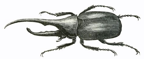 Vintage Hercules beetle drawing from 1873. This beetle is crazy strong, crazy big and even turns colors when wet. Hercules Beetle Tattoo Design, Hercules Beetle Tattoo, Hercules Beetle Drawing, Bug Paintings, Beetle Side View, Figeater Beetle Tattoo, Insect Images, Beetle Illustration Vintage, Hercules Beetle Illustration