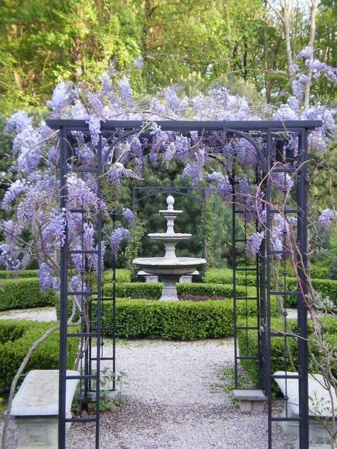 Wisteria, Plantsville Pine Gardens Magical Courtyard, Wisteria Arbor, Wisteria Pergola, Wisteria Sinensis, Wisteria Garden, Pine Garden, Courtyard Gardens, Pergola Garden, Garden Vines