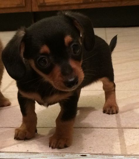 Chiweenie male 8 weeks old iowa, ames. #240369 Only 1.4 lbs at 2 months old! Very snugly and playful. Parents and 2 puppies from last year's litter on site so.. Wirehaired Dachshund Puppy, Chiweenie Puppies, Dutch Tattoo, Chiweenie Dogs, 2 Puppies, Yass Queen, Ames Iowa, Lucky Boy, Boo Thang