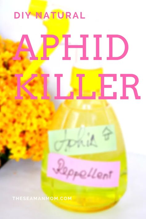 Aphid Spray Homemade, Aphid Spray, Bug Spray For Plants, Diy Projects For Couples, Get Rid Of Aphids, Beginners Garden, Natural Insecticide, Tattoo Plant, Insect Spray