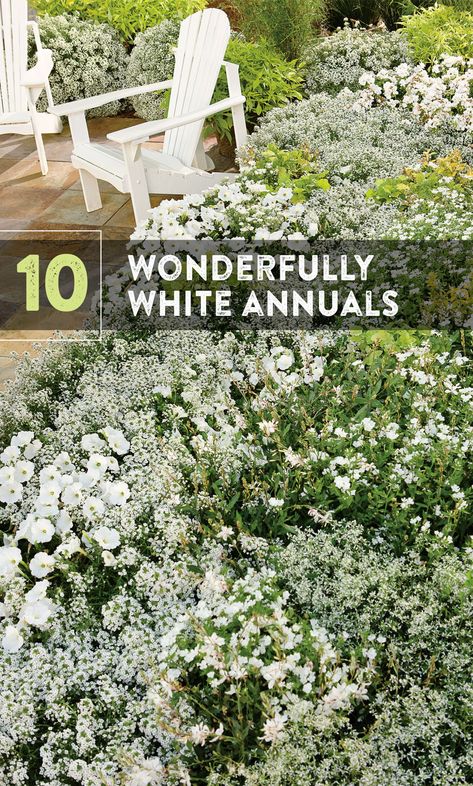 White Flower Front Yard Landscaping, White Trailing Flowers, White Cottage Garden Flowers, Landscaping With White Flowers, White House With Landscaping, White Flowers In Garden, Pink And White Landscaping, White Pot Plants Outdoor, White Flowers For Front Yard