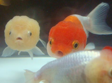 Ranchu fancy goldfish, my dream is to have a large 70-90 gal. goldfish tank in my home Bubbly Goldfish, Ranchu Fish, Lionhead Goldfish, Common Goldfish, Goldfish Types, Comet Goldfish, Fantail Goldfish, Oranda Goldfish, Goldfish Tank