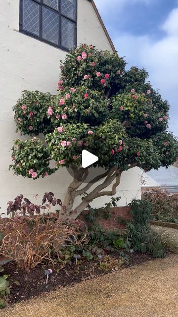 Matthew Pottage on Instagram: "This lovely old cloud pruned Camellia at RHS Wisley received a lot of love in my recent post, so I thought I’d share a closer look. The smooth, pale bark and its branch structure are also beautiful - as are the bicoloured flowers. #camellia #rhswisley #wisley #shrubsofinstagram #plantsofinstagram #cloudpruning #topiary #gardening #horticulture" Camellia Garden, Cloud Pruning, Camellia Tree, Lollipop Tree, Horticulture, Of Love, Plants, Flowers, Instagram