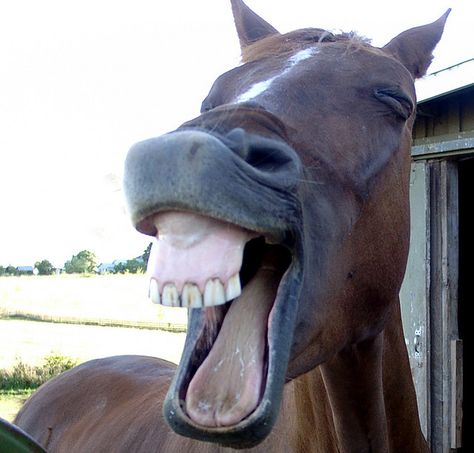 Love these pics. Wish i had my camera out when my horse did this! Laughing Horse, Laughing Animals, Smiling Animals, Make Funny Faces, Funny Horses, Happy Birthday Meme, Battlefield 1, Horse Face, Funny Horse