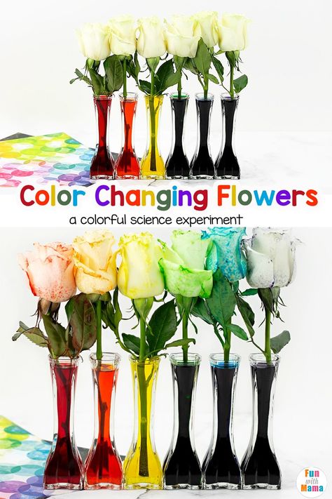 Color-changing flowers are a great science activity for kids. They'll love seeing the flowers change color, almost right before their eyes. Color Changing Flowers Science Project, Hydrangea Color Change, Color Changing Flowers, Photosynthesis Projects, Flower Science, Science Activity For Kids, Vibrant Bouquet, Hydrangea Colors, Science Activity