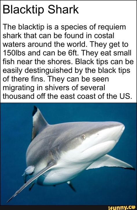 Shark Brain, Silly Sharks, Shark Species, Save The Sharks, Types Of Sharks, Shark Facts, Reef Shark, Shark Fishing, Cute Shark