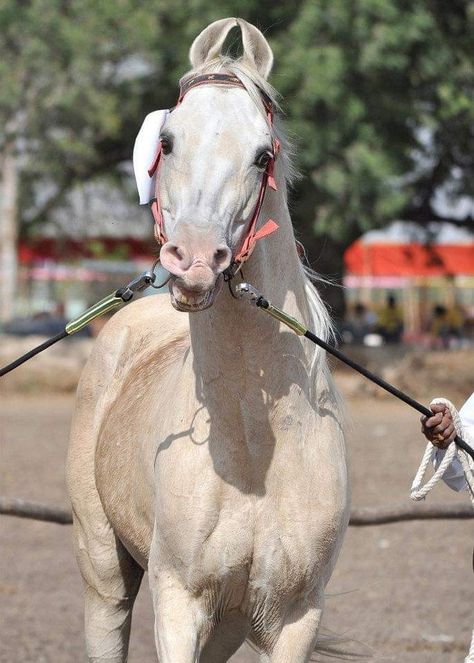 Kathiawari Horse, Kathiyawadi Horse, Marwari Horses, Rare Horses, Arabian Horses, Arabian Horse, Small Breed, Horse Breeds, Thoroughbred