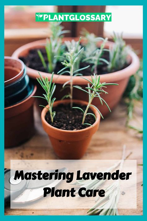 Growing lavender can enhance your garden with its beautiful blooms and calming scent. This guide offers practical advice on how to care for lavender plants, ensuring they thrive. Learn about the right soil conditions, watering schedules, and pruning methods to keep your lavender healthy. With these expert tips, you can enjoy the beauty and fragrance of lavender in your garden for years to come. How To Care For Lavender Plants Indoors, Spanish Lavender Care, Can You Grow Lavender Indoors, Lavender Plant Indoors, Lavender Plant Care, Lavender Hidcote, How To Propagate Lavender, Medicinal Wild Plants, Spanish Lavender