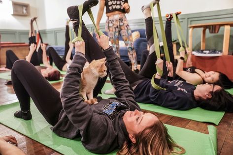 Down with dog: yoga with cats – in pictures Yoga With Animals, Yoga With Horses, Stretches At Home, Cafe In New York, Post Run Stretches, Yoga Place, Yoga Outdoor, Cat Work, Dog Hotel