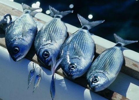 Pesce azzurro Pesca In Mare, Lure Making, Fishing Lures, Fishing, Meat, Fish