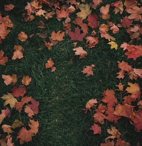 Girl In Red, Autumn Leaves, Songs, Music, Red