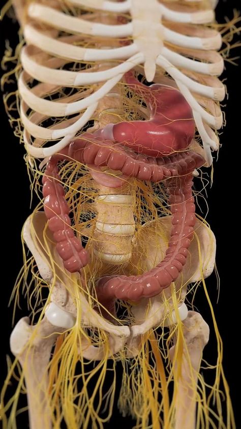 Inside Human Body, Human Anatomy Model, Nervous System Anatomy, Human Digestive System, Human Liver, Basic Anatomy And Physiology, Anatomy Models, Human Body Anatomy, Medical School Essentials