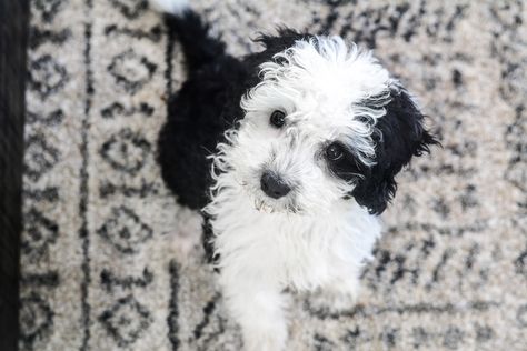 Murphy, a mini Sheepadoodle from Once Upon A Doodle Mini Sheepadoodle, Mini Sheep, Sheepadoodle Puppy, Cockapoo Puppies For Sale, 3 Month Old, Cockapoo Puppies, Be Healthy, Puppies For Sale, Sheep