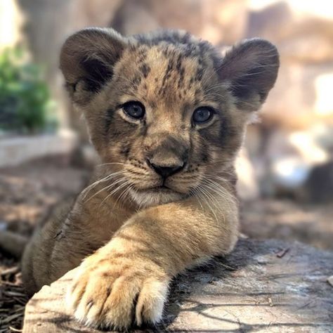 Wild Animals Pictures, Baby Animals Pictures, Cute Lion, Animal Antics, Lion Cub, Pretty Animals, Cute Animals Images, Cute Wild Animals, Cute Animal Photos