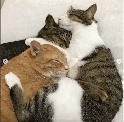 These 3 Adorable Cats Not Only Love To Nap Together But Take Selfies - I Can Has Cheezburger? Cats Sleeping, Funny Cat Photos, 3 Cats, Cat Cuddle, Cat Pose, Two Cats, Funny Cat Pictures, Cute Cats And Kittens, Silly Cats