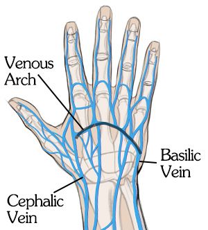 How to Draw HANDS – Details for Realistic Hands! | Proko Hand Veins Anatomy, Hand Veins Drawing, How To Draw Veins, Proko Anatomy, Human Anatomy Picture, Phlebotomy Study, Diagram Drawing, Hand Veins, Hand Anatomy