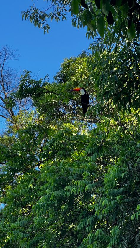 tucan bird in tree South America Travel Aesthetic, Tucan Birds, Amazonas Aesthetic, South America Aesthetic, Brazil Travel Photography, Backpacking South America Aesthetic, Brazil Nature Aesthetic, Brazil Nature, Brazil Rainforest