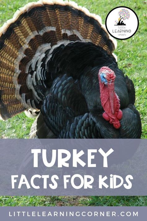 Turkey facts for kids and printable worksheets and activities about turkeys. Parts Of A Turkey Preschool, Turkey Facts For Kids, Thanksgiving History For Kids, Turkey Stem Activities, Turkey Activities For Kids, All About Turkeys, Turkey Activities, Autumn Themed Activities, Thanksgiving Lesson Plans